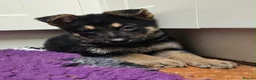 German Shepherd dogs for sale: KC Registered & Health Tested Working Line Puppies - Advert 31