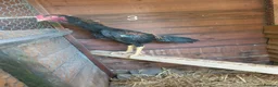 Chickens poultry for sale: Shamo , Brazilian,  aseel  - Advert 5