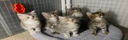 Maine Coon cats for sale: Tica Beautiful Maine Coon Kittens  in Sittingbourne - Advert 21