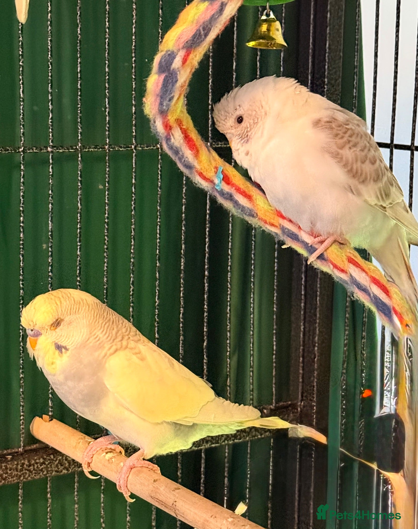 Budgerigars birds pair of bonded young budgies wa7 area  - Advert 1