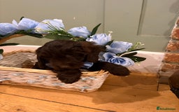 Cockapoo dogs for sale: Beautiful litter of chocolate cockapoo puppies  - Advert 8