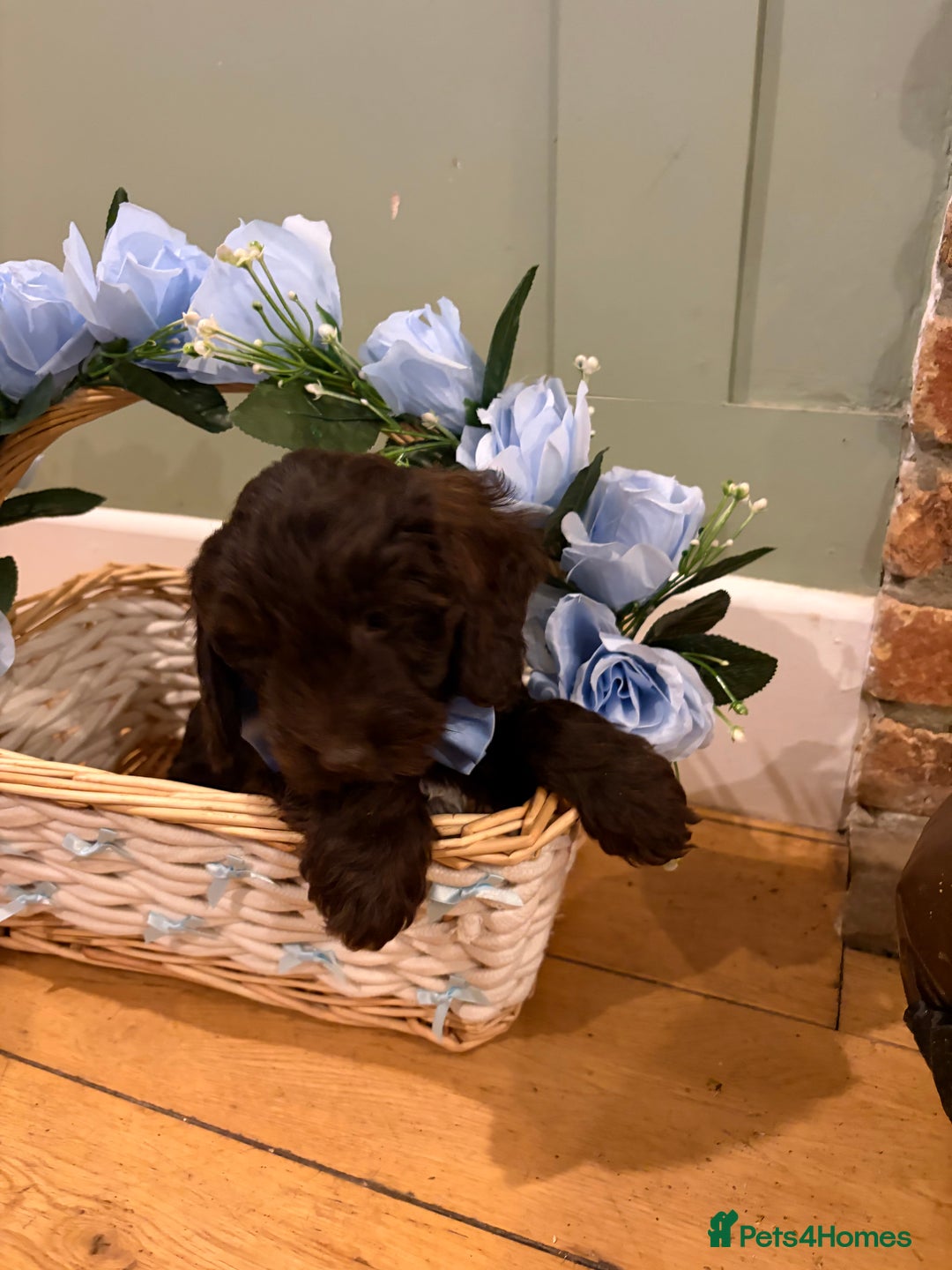 Cockapoo dogs for sale: Beautiful litter of chocolate cockapoo puppies  - Advert 8