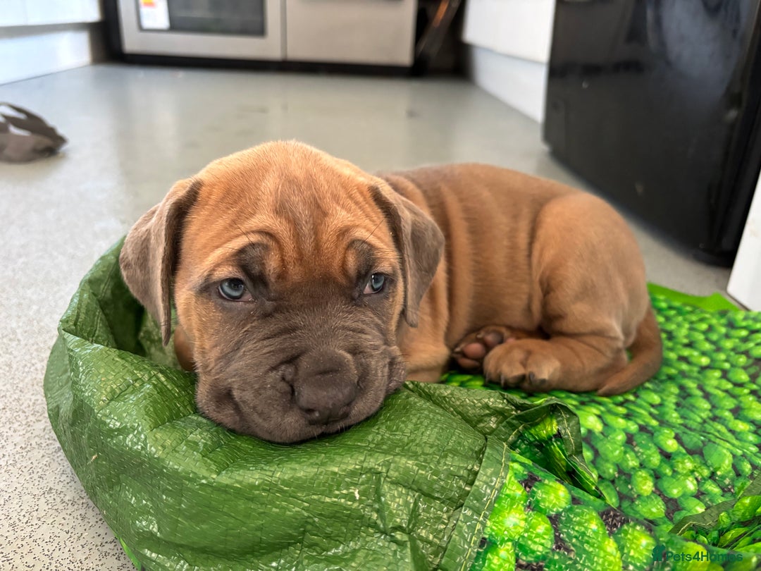 Cane Corso dogs for sale: Cane corso - Image 2