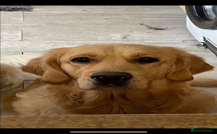 Golden Retriever dogs - Advert 1