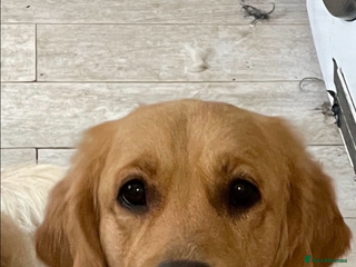 Golden Retriever dogs - Advert 2