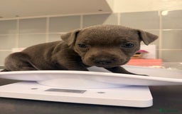 Staffordshire Bull Terrier dogs for sale: 🐾Beautiful chunky Staffies 🐾 - Image 8