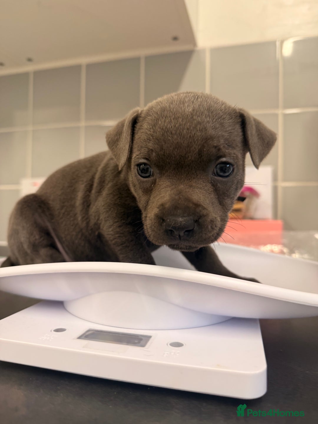 Staffordshire Bull Terrier dogs for sale: 🐾Beautiful chunky Staffies 🐾 - Image 8