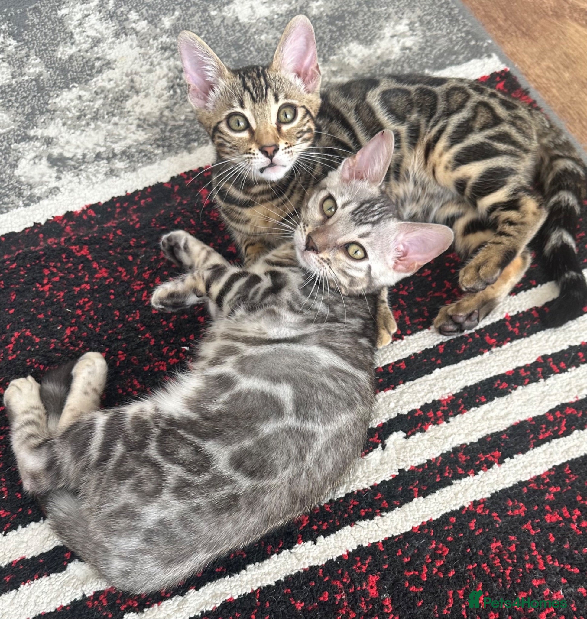 Bengal cats Bengal kittens for sale - Advert 16