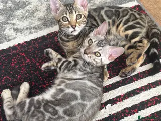 Bengal cats Bengal kittens for sale - Advert 1