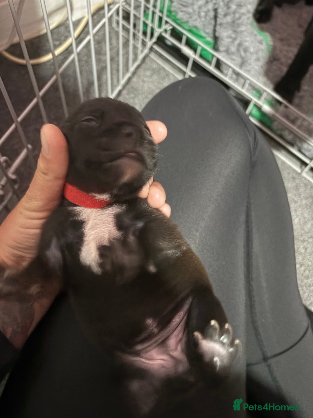 Staffordshire Bull Terrier dogs for sale: Stafford bull terrier pups - Image 15