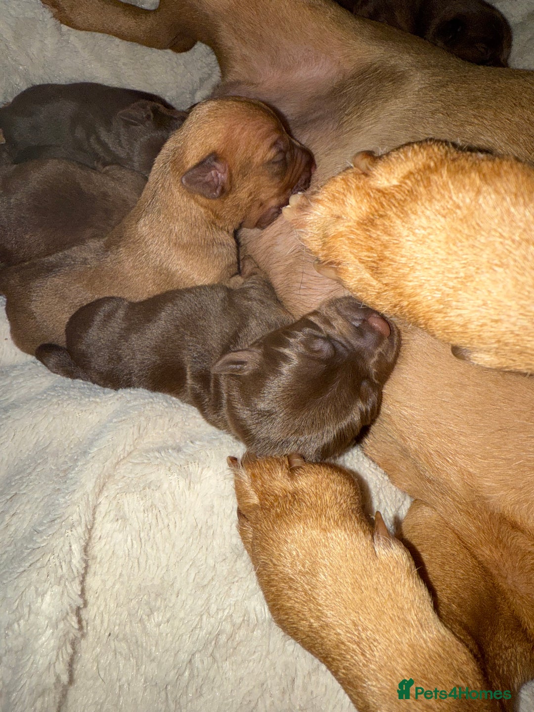 Patterdale Terrier dogs for sale: Patterdale Terrier, lovely nature. Short haired.  - Advert 4