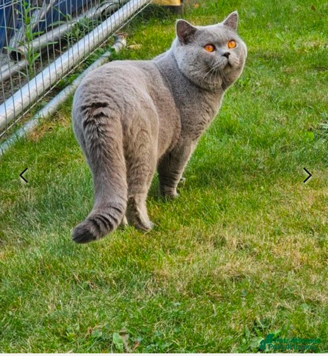 British Shorthair cats for sale: 😻Beautiful BSH Active GCF Kittens🌈 Ready Now! - Image 23