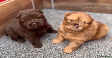 Chow Chow dogs - Advert 1