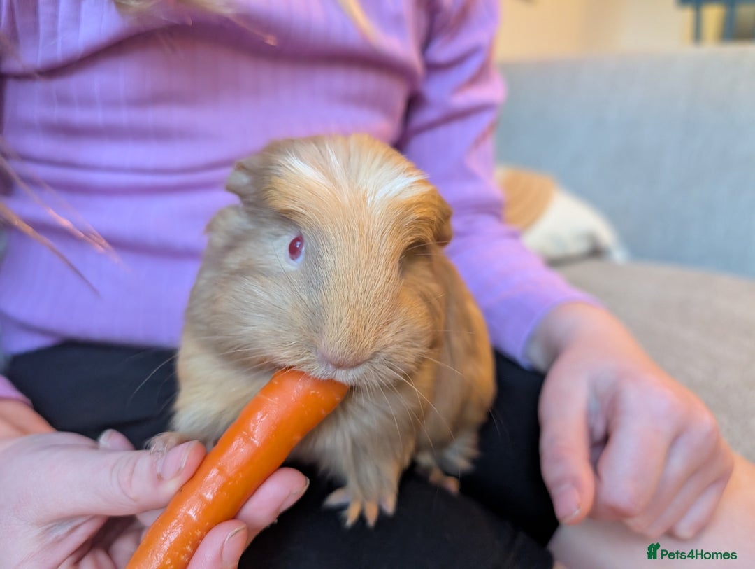 Guinea Pig rodents for sale: 5 week old male guinea pig - Advert 4