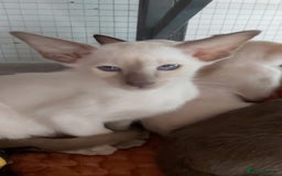 Oriental cats for sale: Full Pedigree Oriental 1 Kitten XL size ears GCCF - Image 2