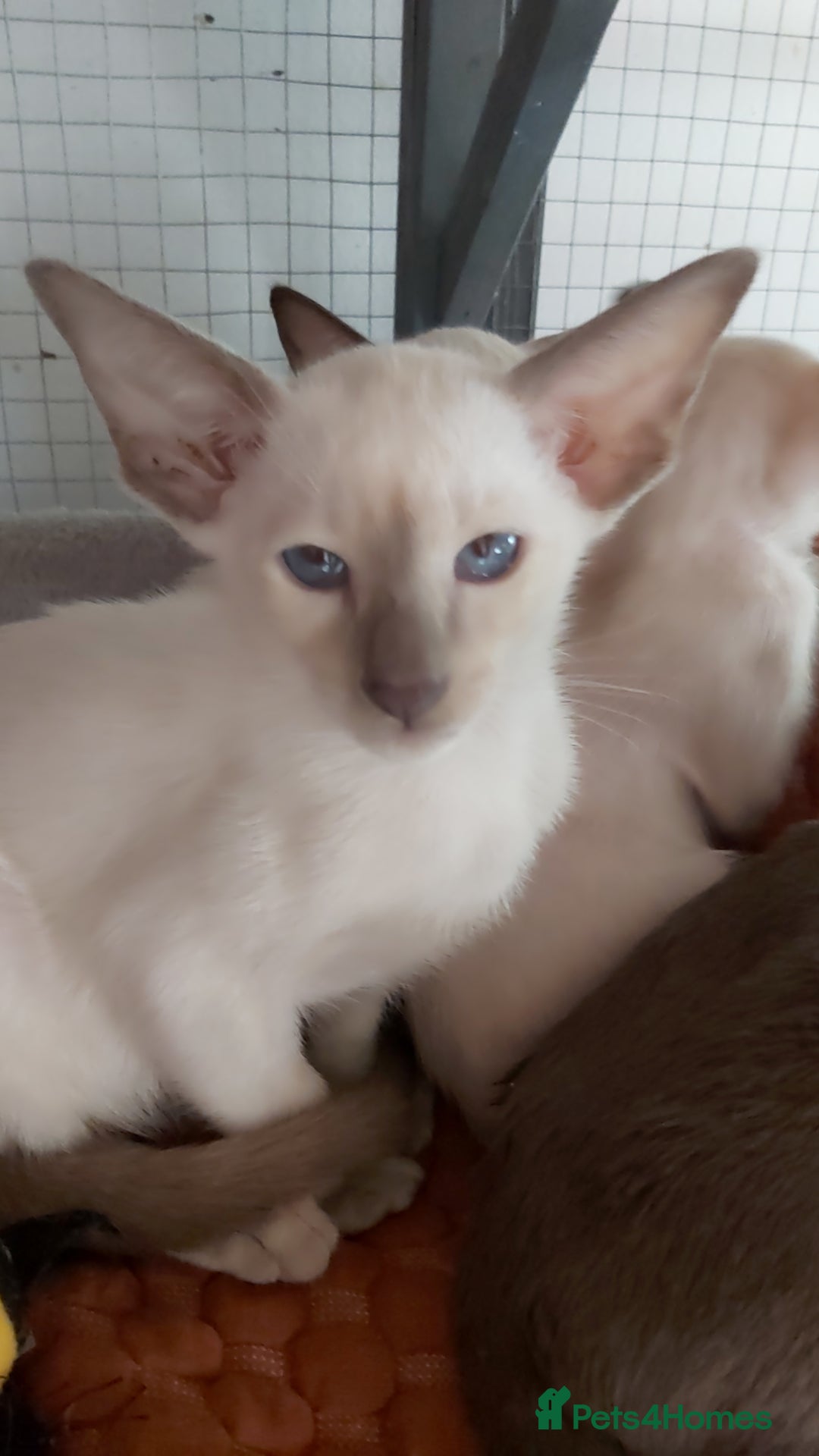 Oriental cats for sale: Full Pedigree Oriental 1 Kitten XL size ears GCCF - Image 2