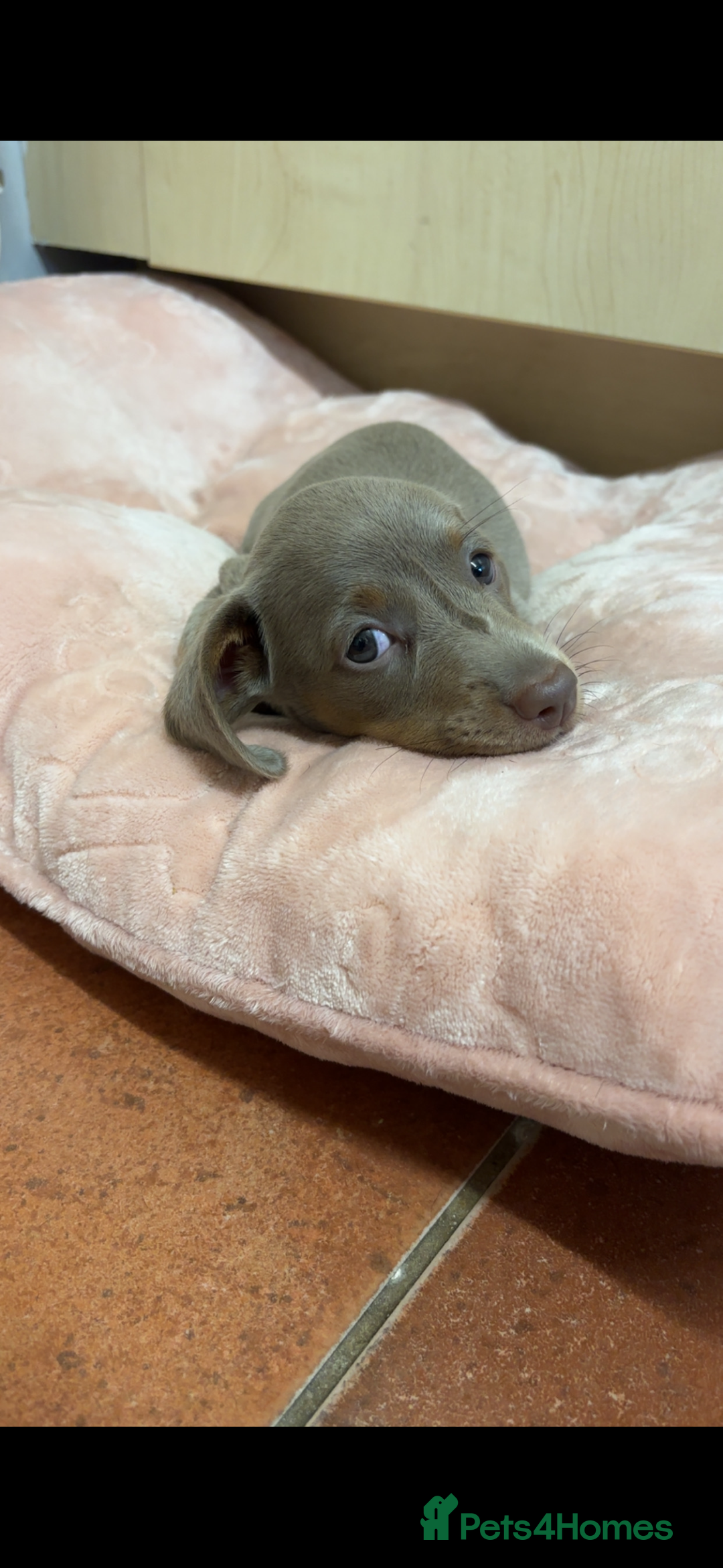 Miniature Dachshund dogs for sale: Isabella & tan Miniature dachshund  - Image 5
