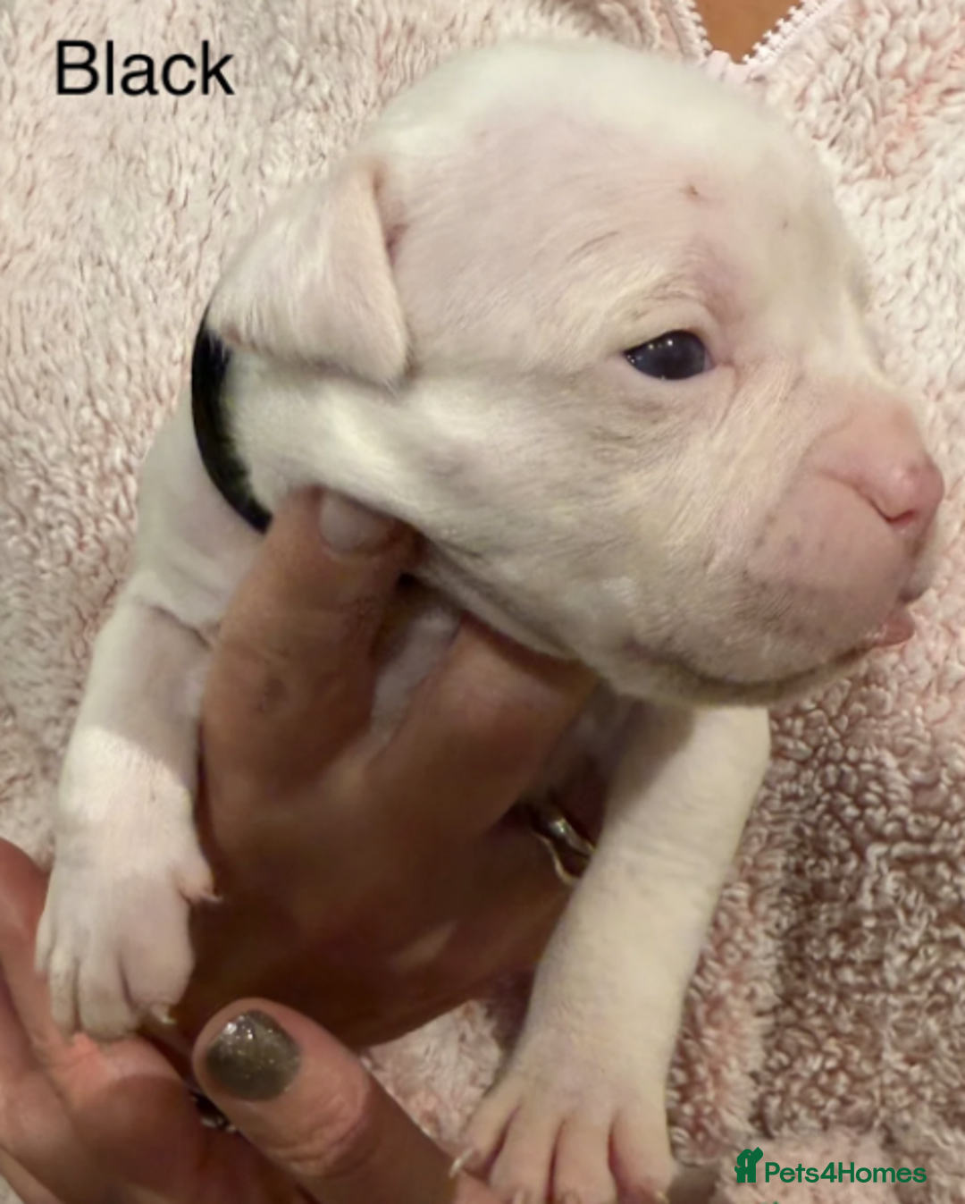 Olde English Bulldogge dogs for sale: 9 Olde English Bulldogge NEBBR registered puppies - Advert 5