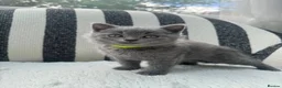 British Shorthair cats for sale: British Shorthair Kittens Blue - Advert 8