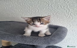 Domestic Shorthair cats for sale: Male tabby cat. - Image 1