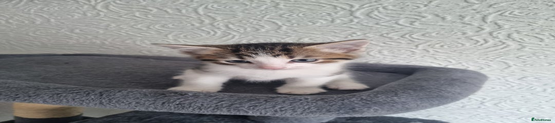 Domestic Shorthair Kitten 1