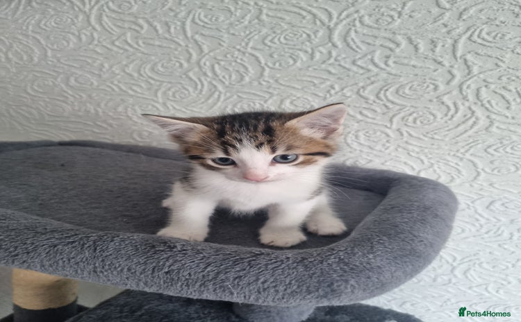 Domestic Shorthair cats - Advert 1