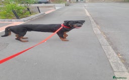 Rottweiler dogs for stud: BEAR 🐻 BEAUTIFUL ROTTWEILER FOR STUD  - Image 3