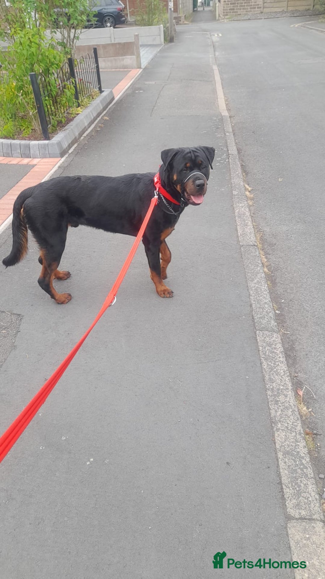 Rottweiler dogs for stud: BEAR 🐻 BEAUTIFUL ROTTWEILER FOR STUD  - Image 3