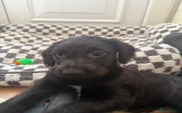 Mixed Breed dogs for sale: 4beautiful terrierxGerman ShepherdxLabrador puppy - Image 12