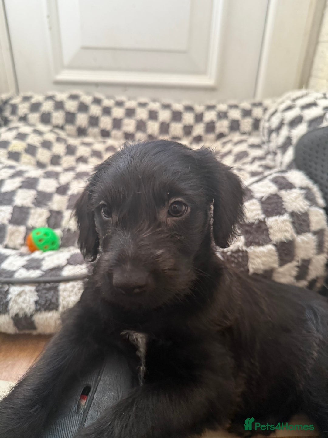 Mixed Breed dogs for sale: 4beautiful terrierxGerman ShepherdxLabrador puppy - Image 12