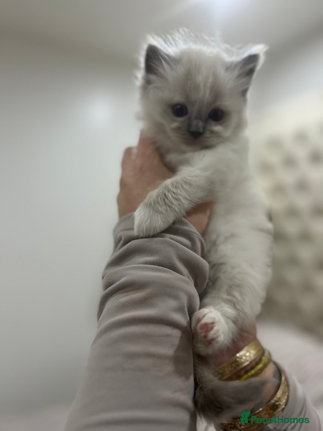 Ragdoll cats for sale: Gccf ragdoll kittens imperial grand champion lines - Advert 15