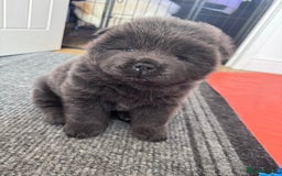 Chow Chow dogs for sale: Last 2 Beautiful chow chow puppies - Image 29