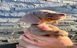 Miniature Dachshund dogs for sale: Miniature dachshunds READY NOW - Advert 10