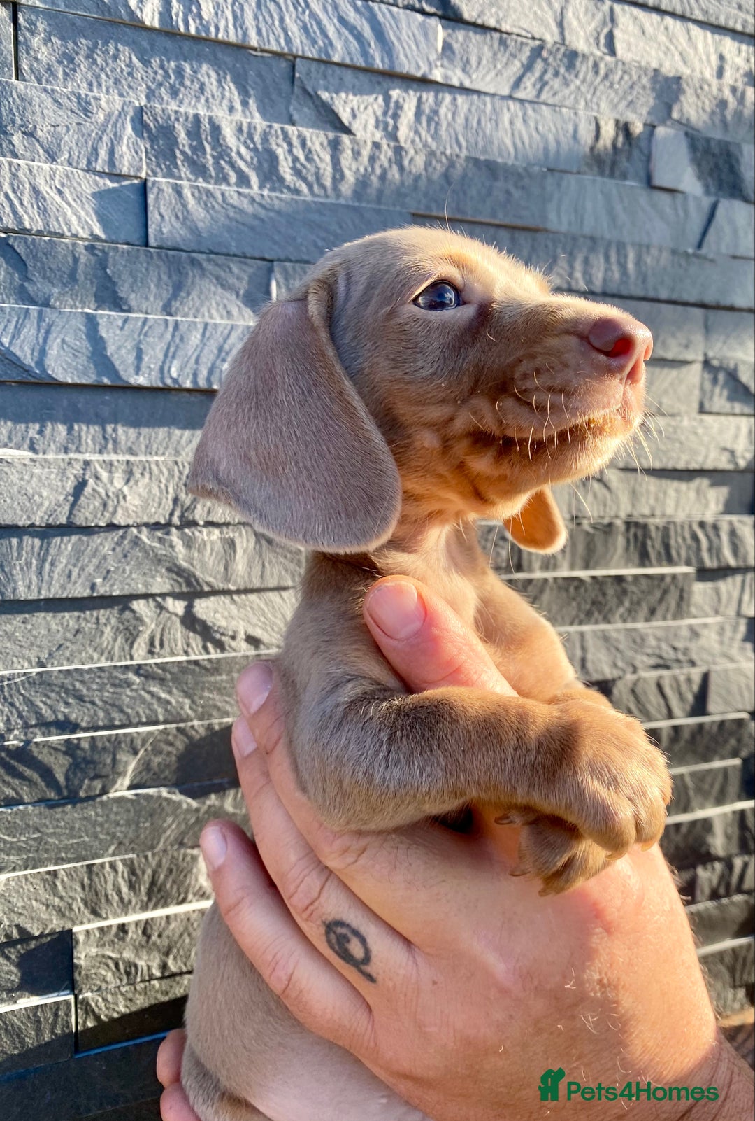 Miniature Dachshund dogs for sale: Miniature dachshunds READY NOW - Advert 10