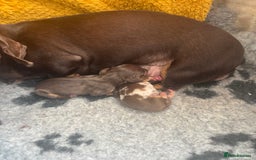 Miniature Dachshund dogs for sale: Gorgeous Miniature Dachshunds ready Dec - Image 1