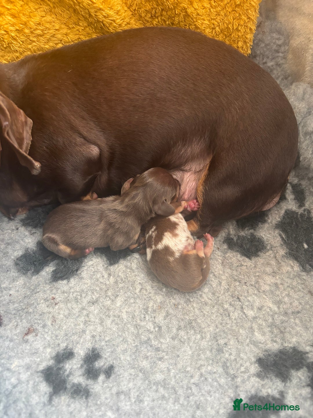 Miniature Dachshund dogs for sale: Gorgeous Miniature Dachshunds ready Dec - Image 1