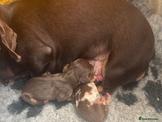 Miniature Dachshund dogs - Advert 34