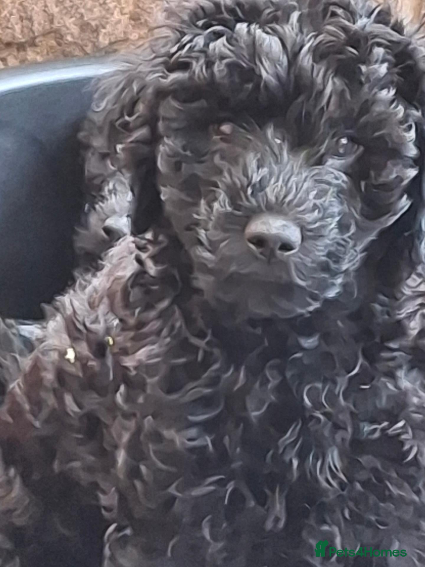 Labradoodle dogs ❤️ Raised With Love Health-Tested Labradoodles - Advert 2