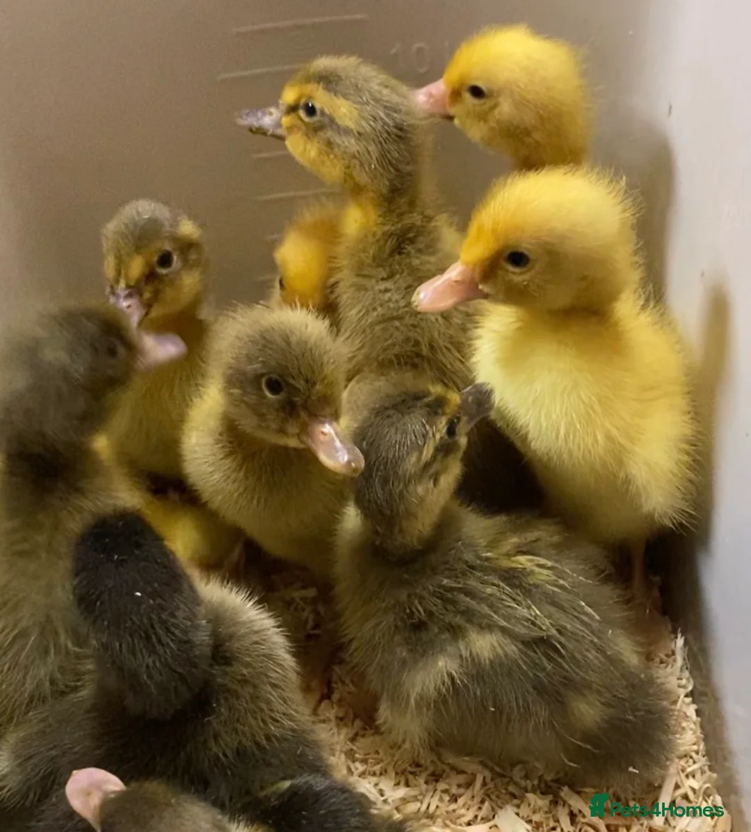 Ducks poultry for sale: Day old Indians runner ducklings  in Colchester - Advert 1