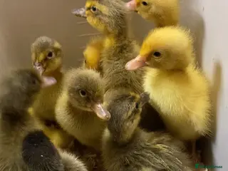 Ducks poultry Day old Indians runner ducklings - Advert 3