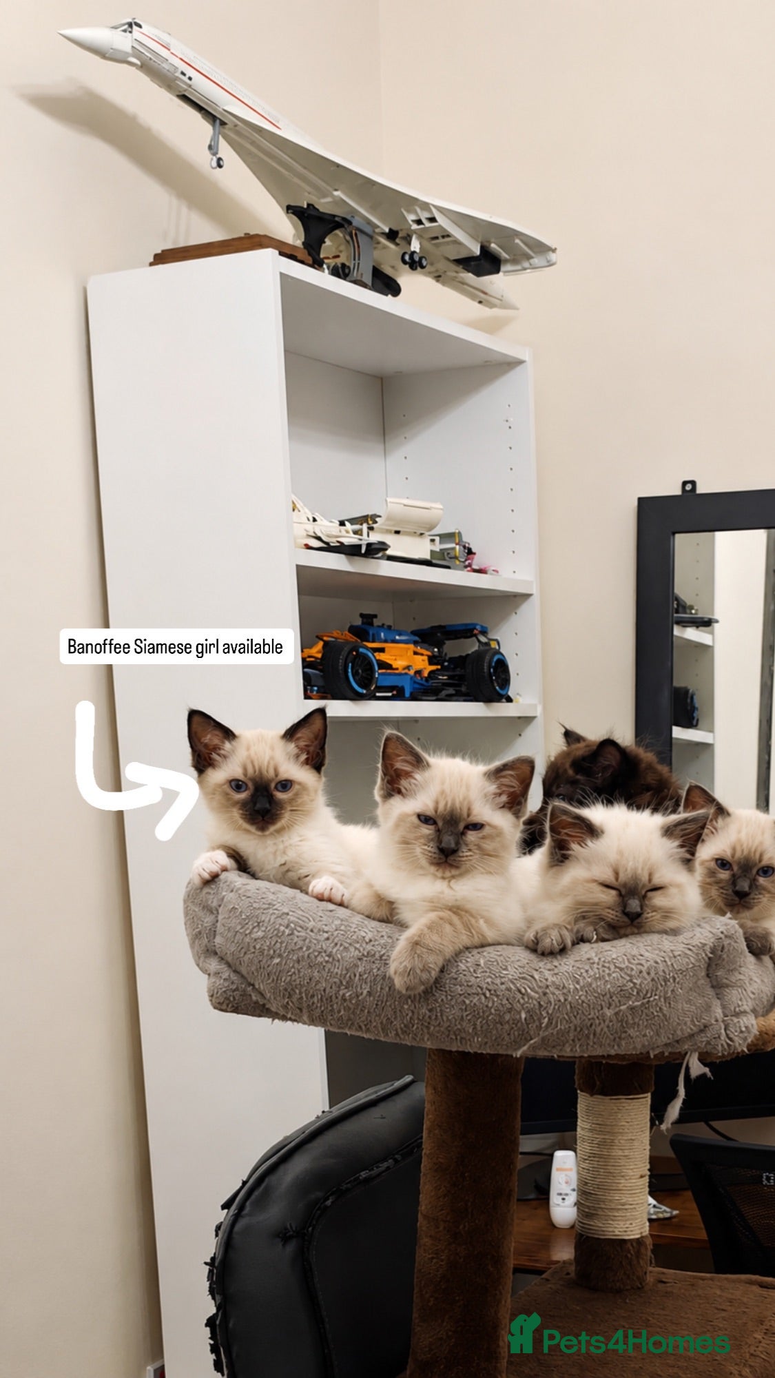 Ragamese cats READY THIS WEEK! TWO SIAMESE AND ONE RAGDOLL - Advert 1