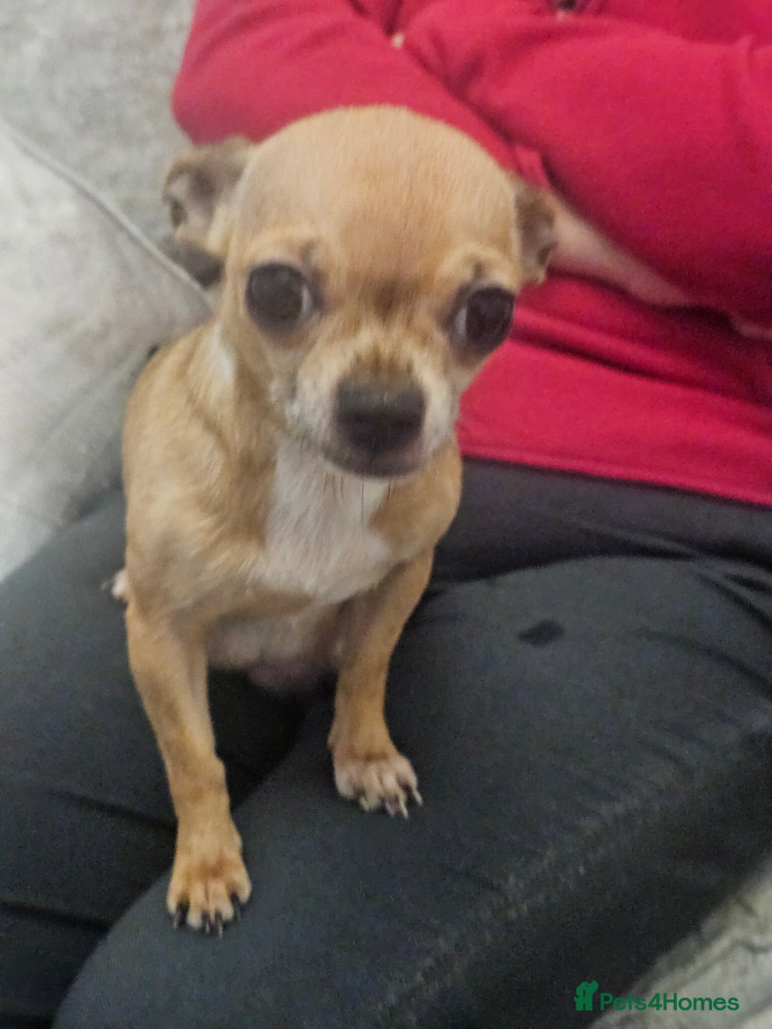 Chihuahua dogs for sale: Adorable Chihuahuas - Advert 11