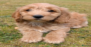 Cockapoo dogs - Advert 16