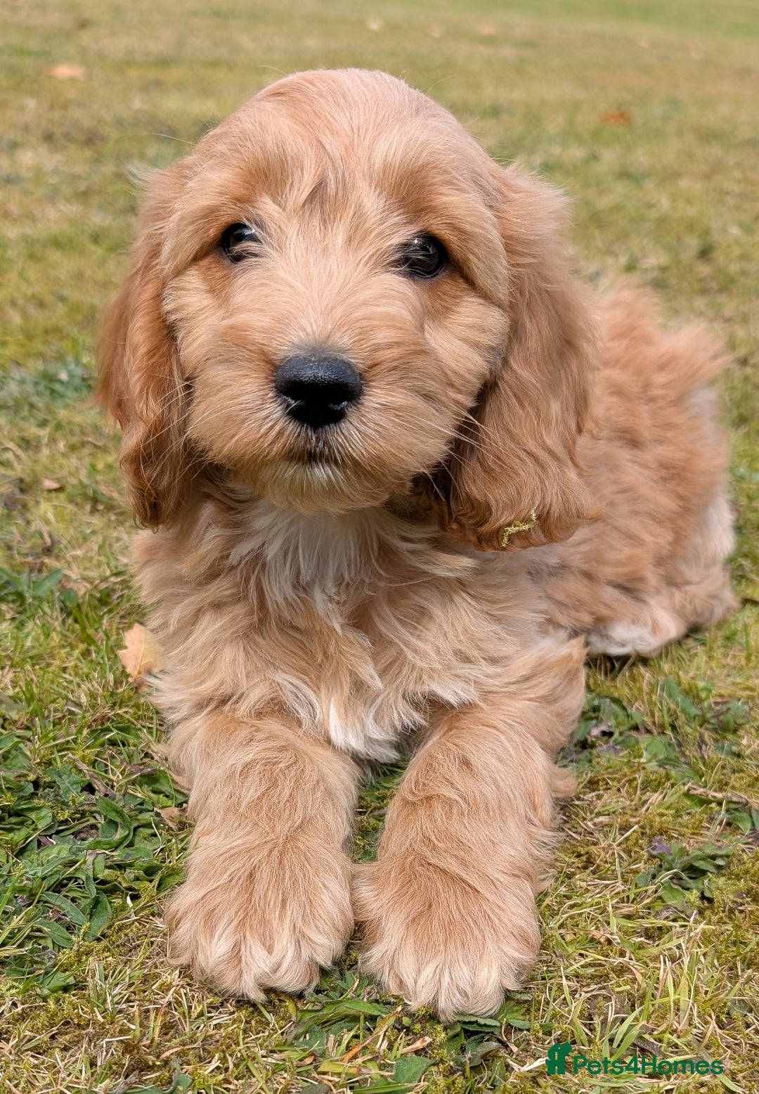 Brown Schnauzer For Sale Tan Mini Schnauzer Chocolate Mini