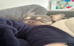 French Bulldog dogs for sale: BLUE AND TAN FRENCH BULLDOG 2years old  - Image 5