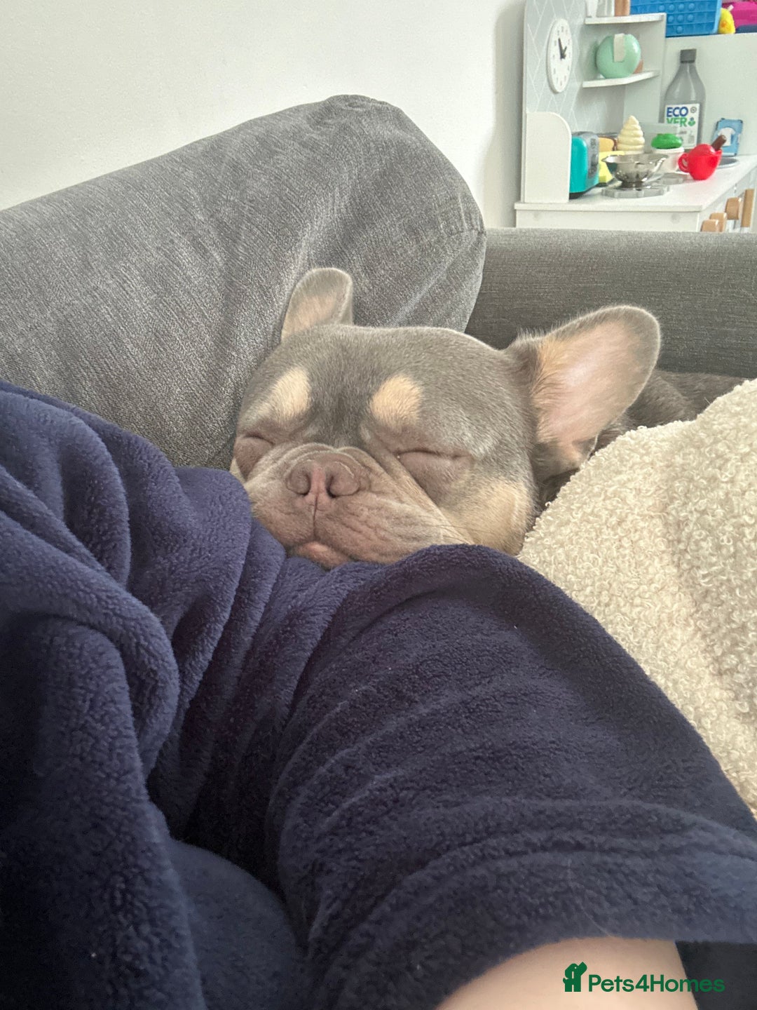 French Bulldog dogs for sale: BLUE AND TAN FRENCH BULLDOG 2years old  - Image 5