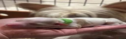 Chinese Crested dogs for sale: Chinese crested Powderpuff boys - Advert 12