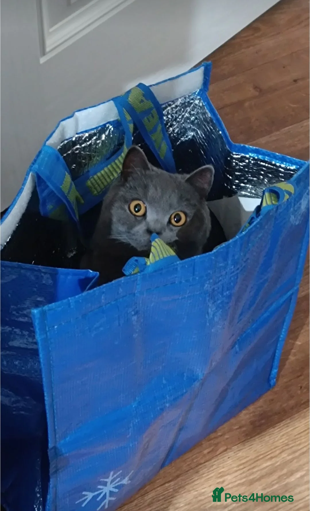 British Shorthair cats for sale: British shorthair x - Advert 2
