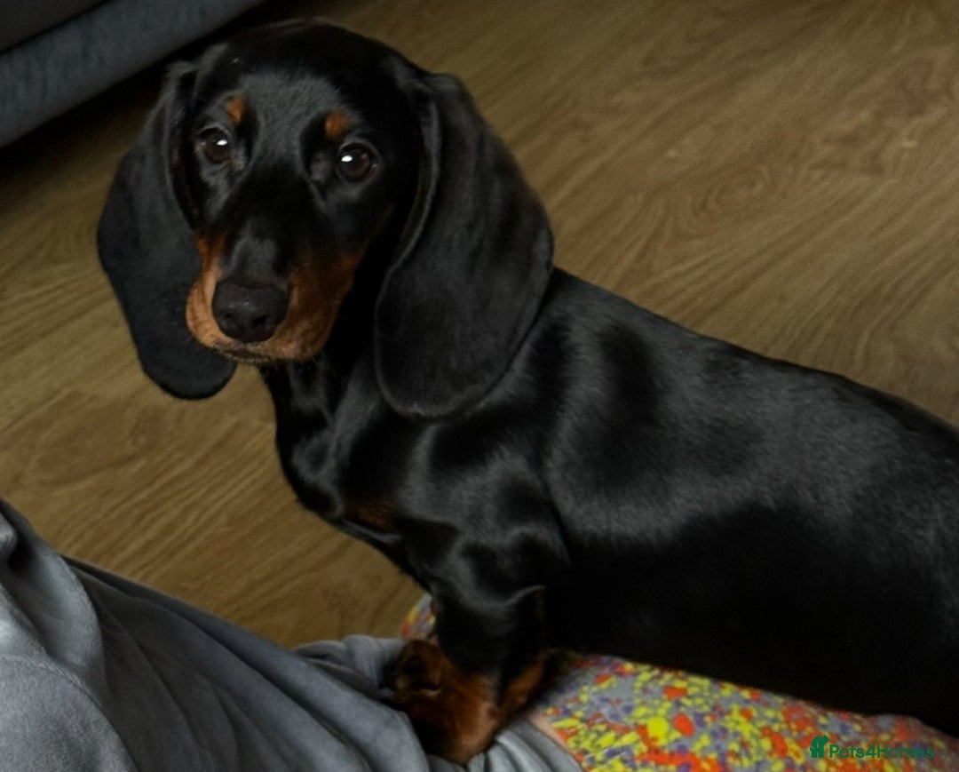 Dachshund dogs for sale: Ruby  - Image 3