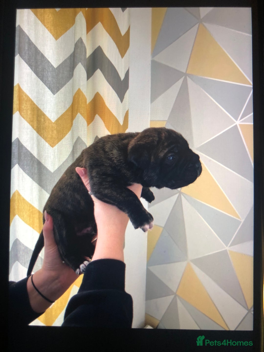 Cane Corso dogs for sale: Purebred Italian Cane Corso puppies - Advert 7